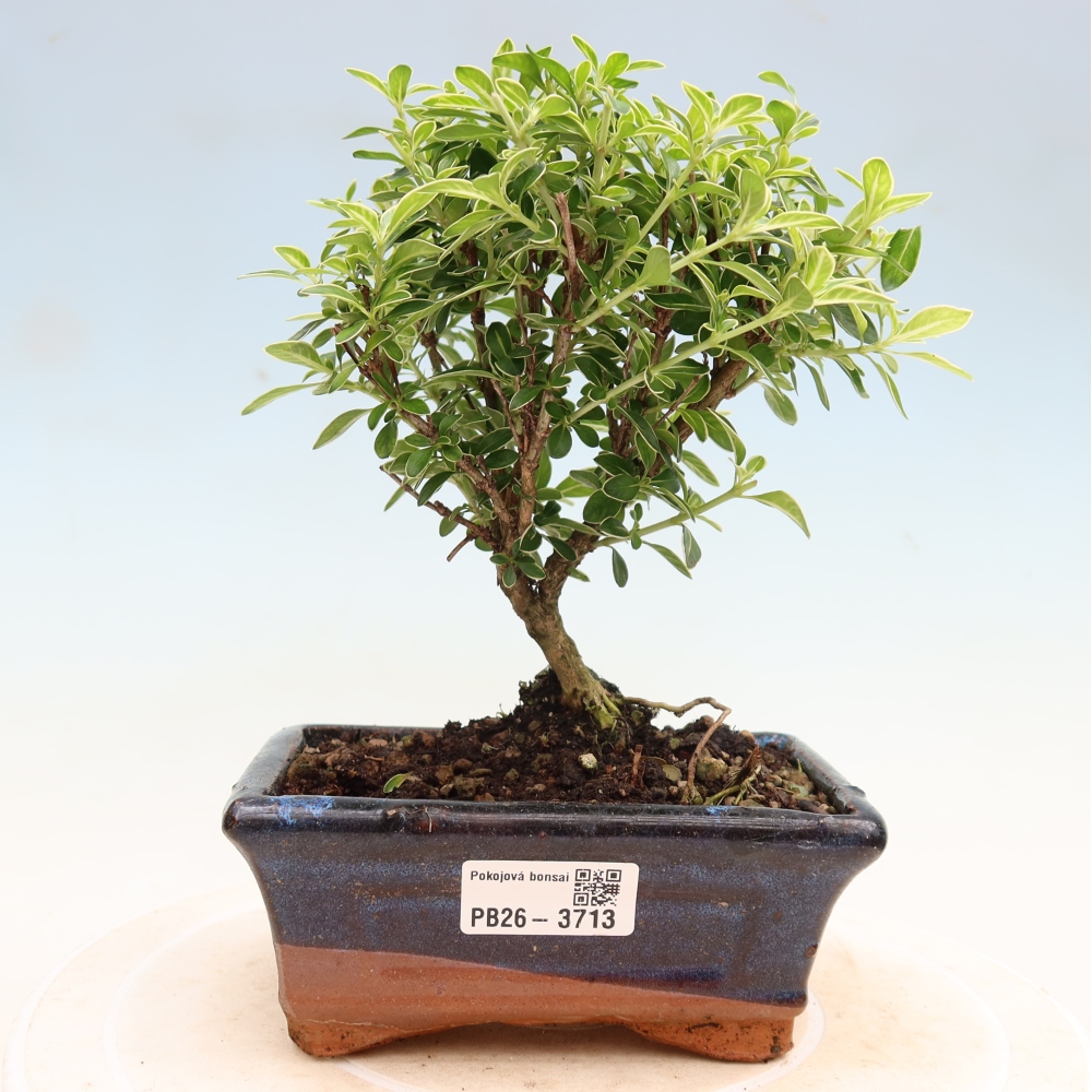 Zimmerbonsai - Serissa foetida Variegata - Baum der Tausend Sterne