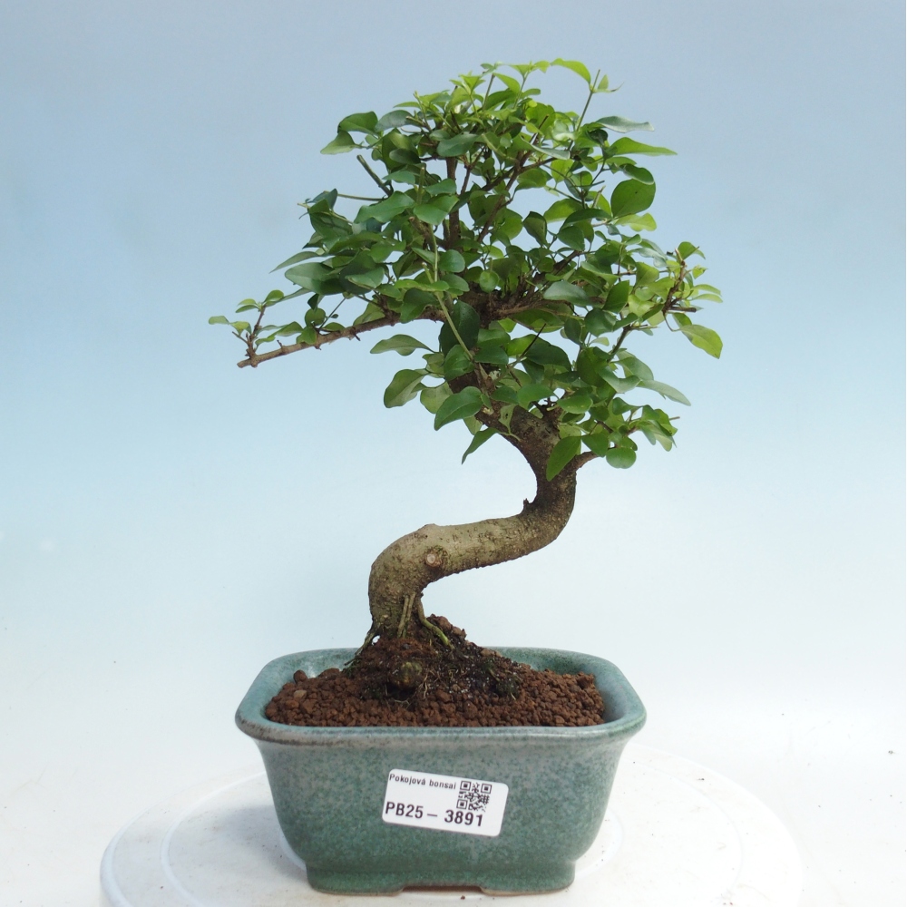 Zimmer Bonsai -Ligustrum chinensis - Vogelschnabel