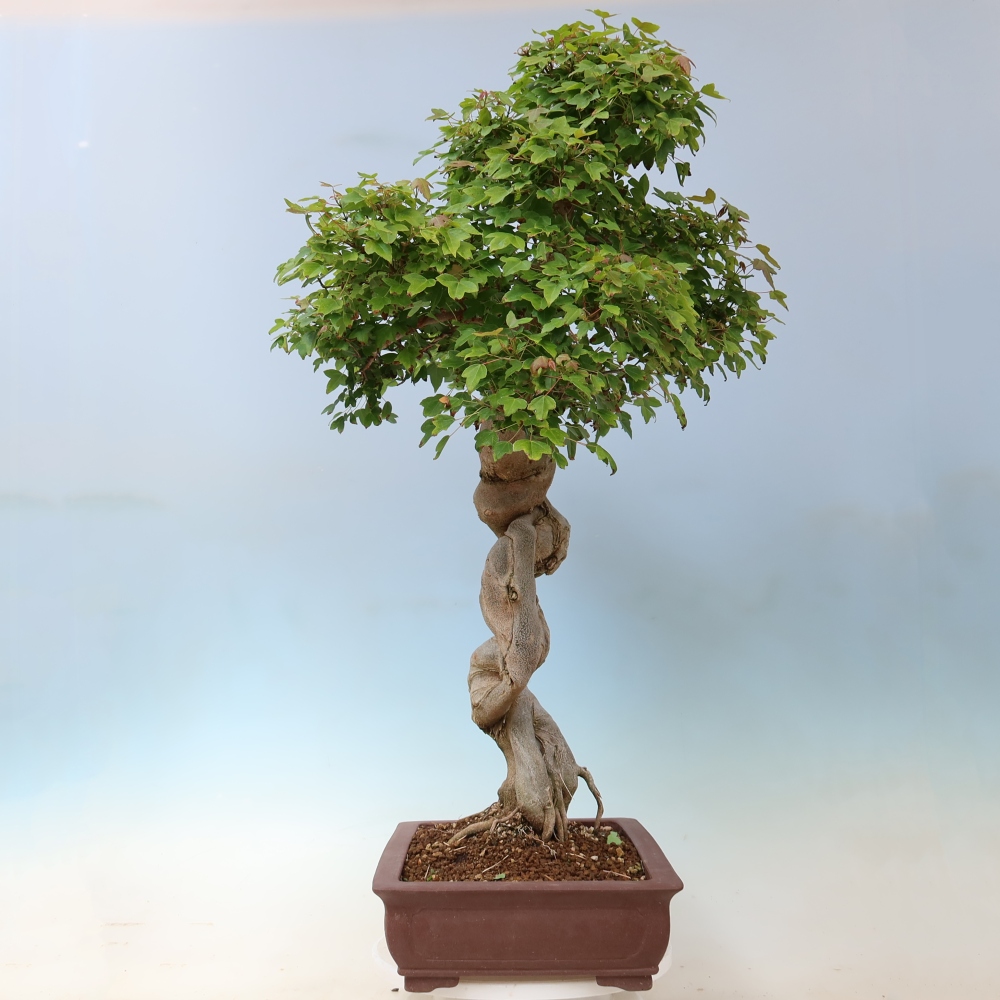 Bonsai für draußen - Acer Buergerianum - Bergahorn
