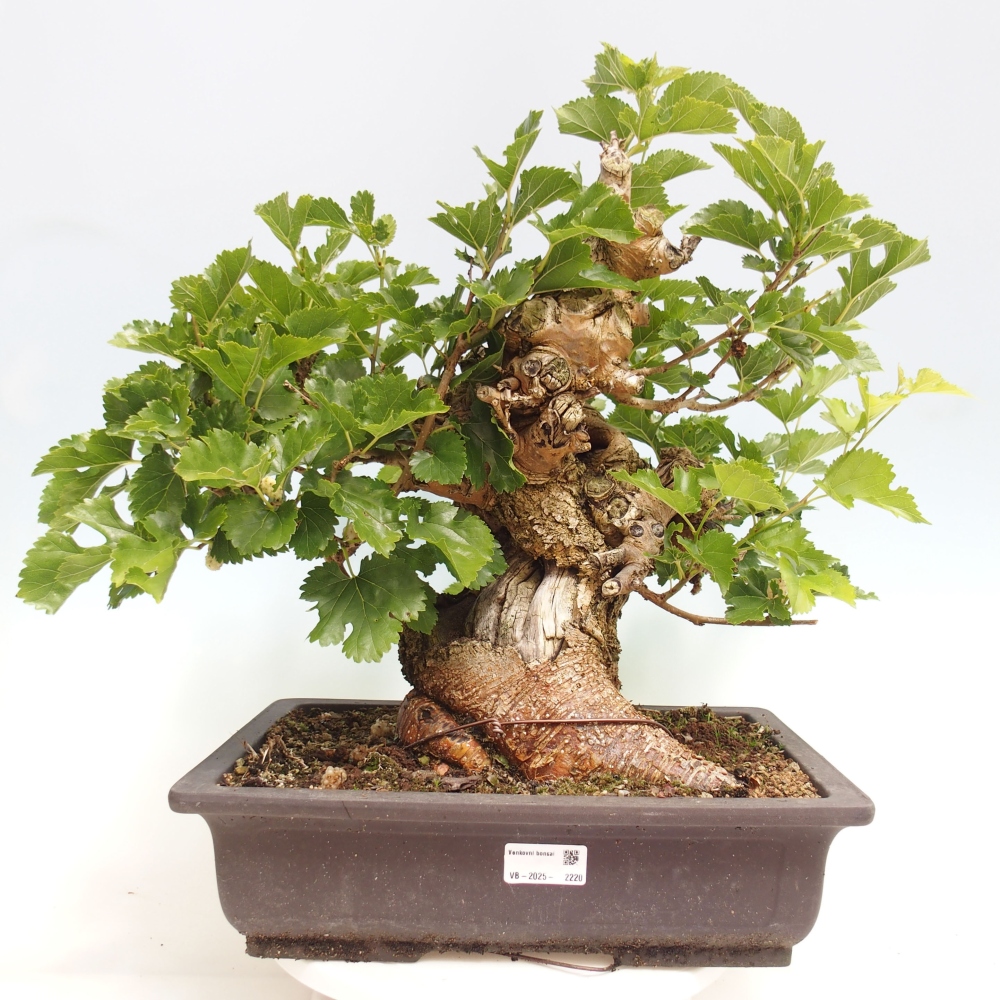 Bonsai im Freien - Morus alba - Maulbeere