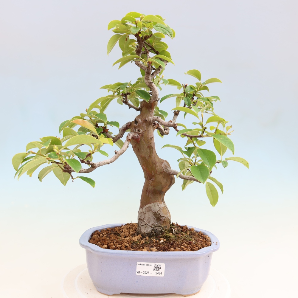 Bonsai für draußen - Pseudocydonia sinensis - Chinesische Quitte