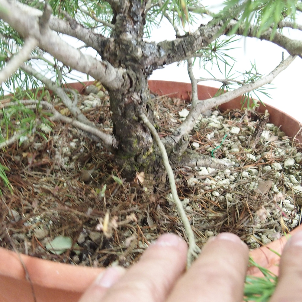 Yamadori - Pinus sylvestris 