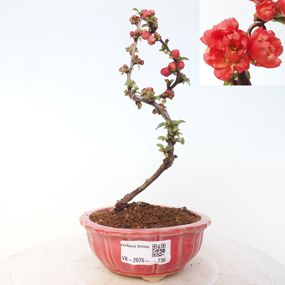 Bonsai für draußen - Chaneomeles s. Red Joy - Quitte