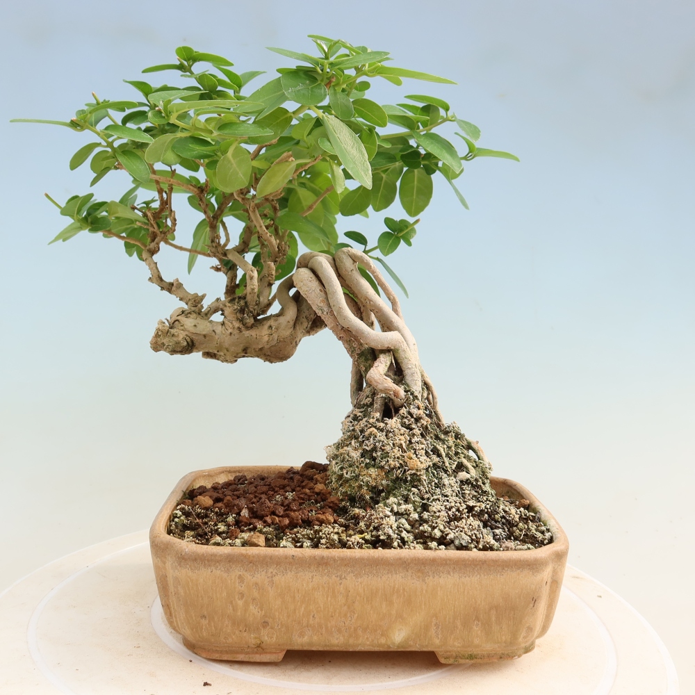 Zimmerbonsai - Premna serratifolia - Kozlovna malolista