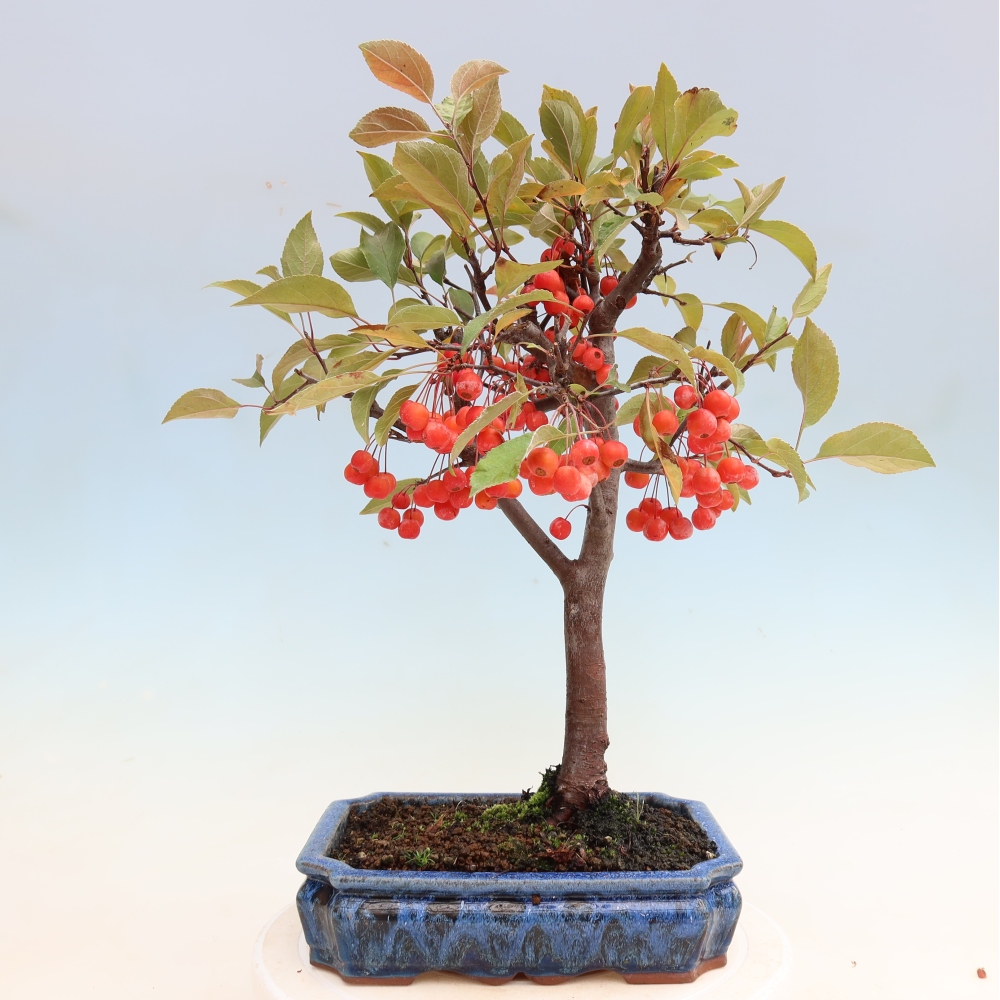 Outdoor-Bonsai -Malus domestica - Kleinfrüchtiger rotblättriger Apfelbaum