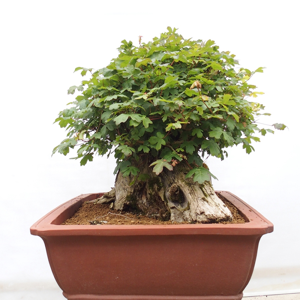Bonsai im Freien - Französischer Ahorn - Acer Nonspessulanum