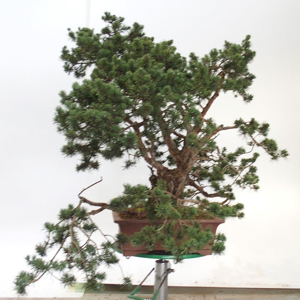 Yamadori - Pinus sylvestris Spanien