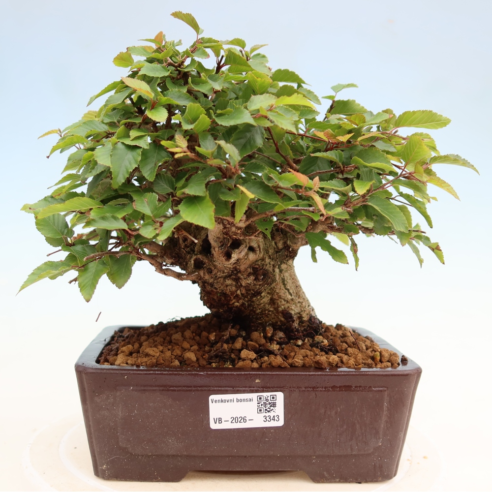 Bonsai für draußen - Karpinus Coreana - Koreanische Hainbuche