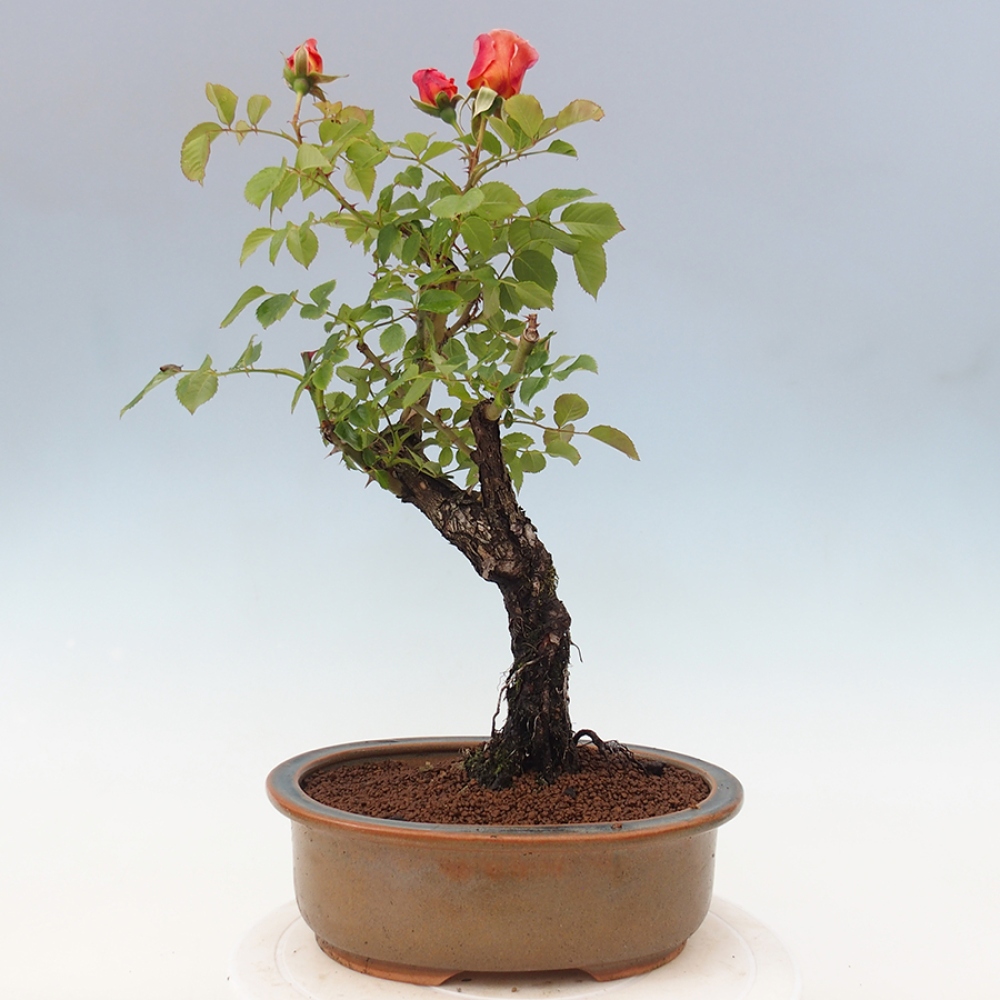 Freilandbonsai - Rosa Kordes -  Rose