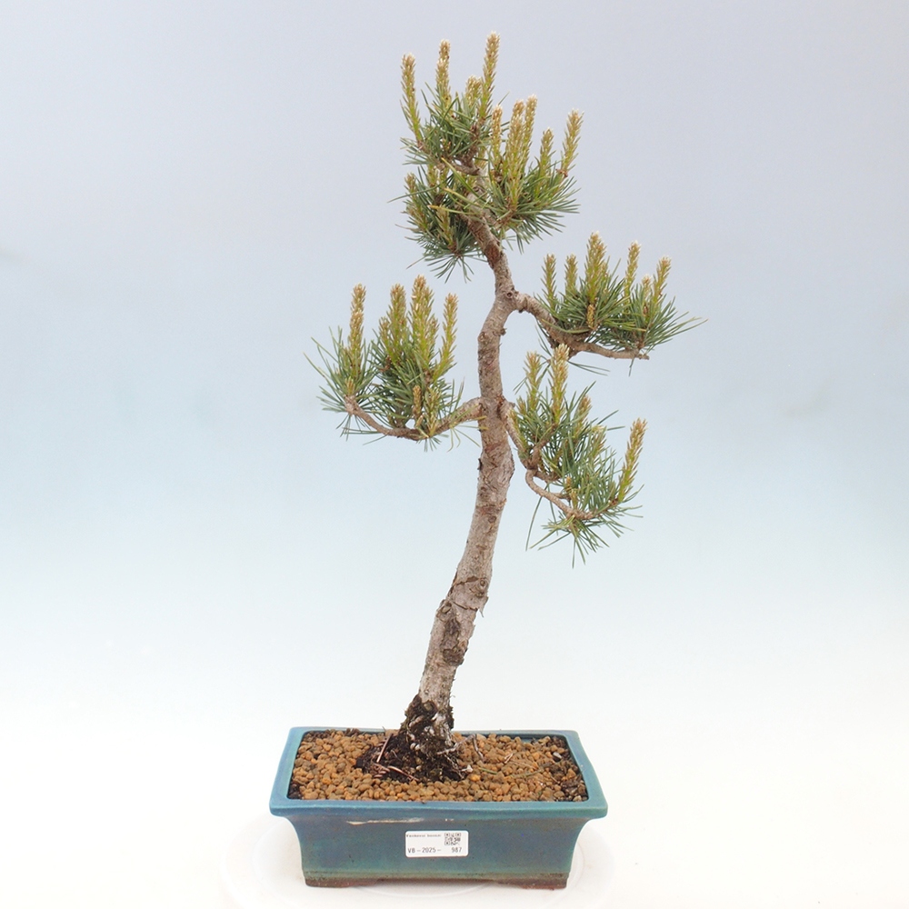 Bonsai im Freien - Pinus Sylvestris - Waldkiefer