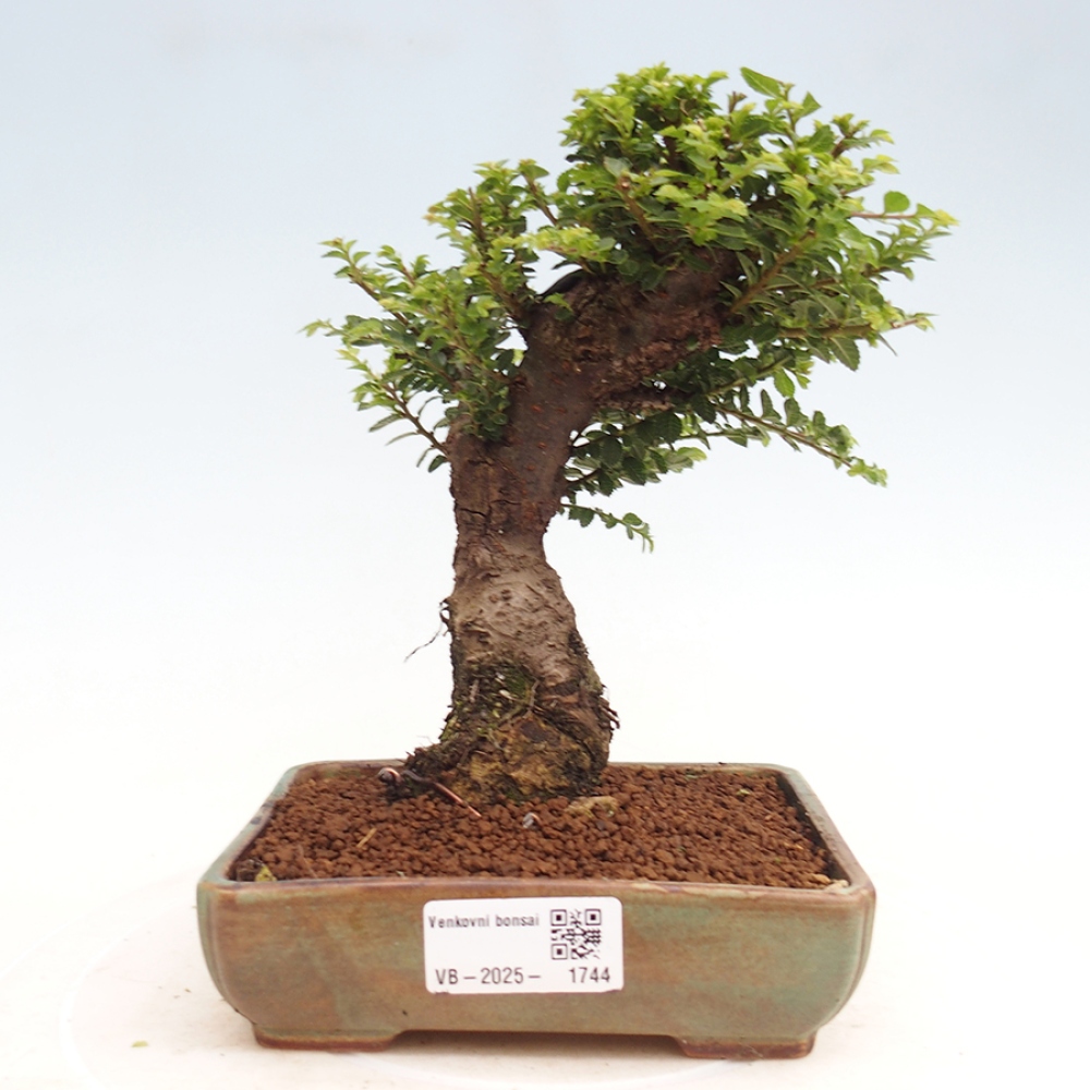 Bonsai im Freien - Ulmus parvifolia Hokkaido - Chinesische Ulme