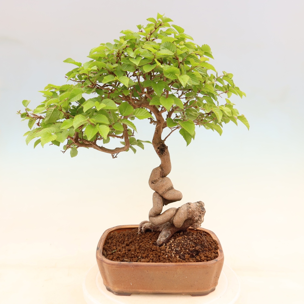 Bonsai für draußen - Karpinus Coreana - Koreanische Hainbuche