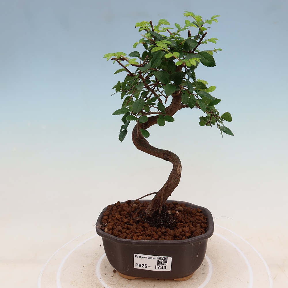 Zimmerbonsai - Ulmus parvifolia - Kleinblättrige Ulme