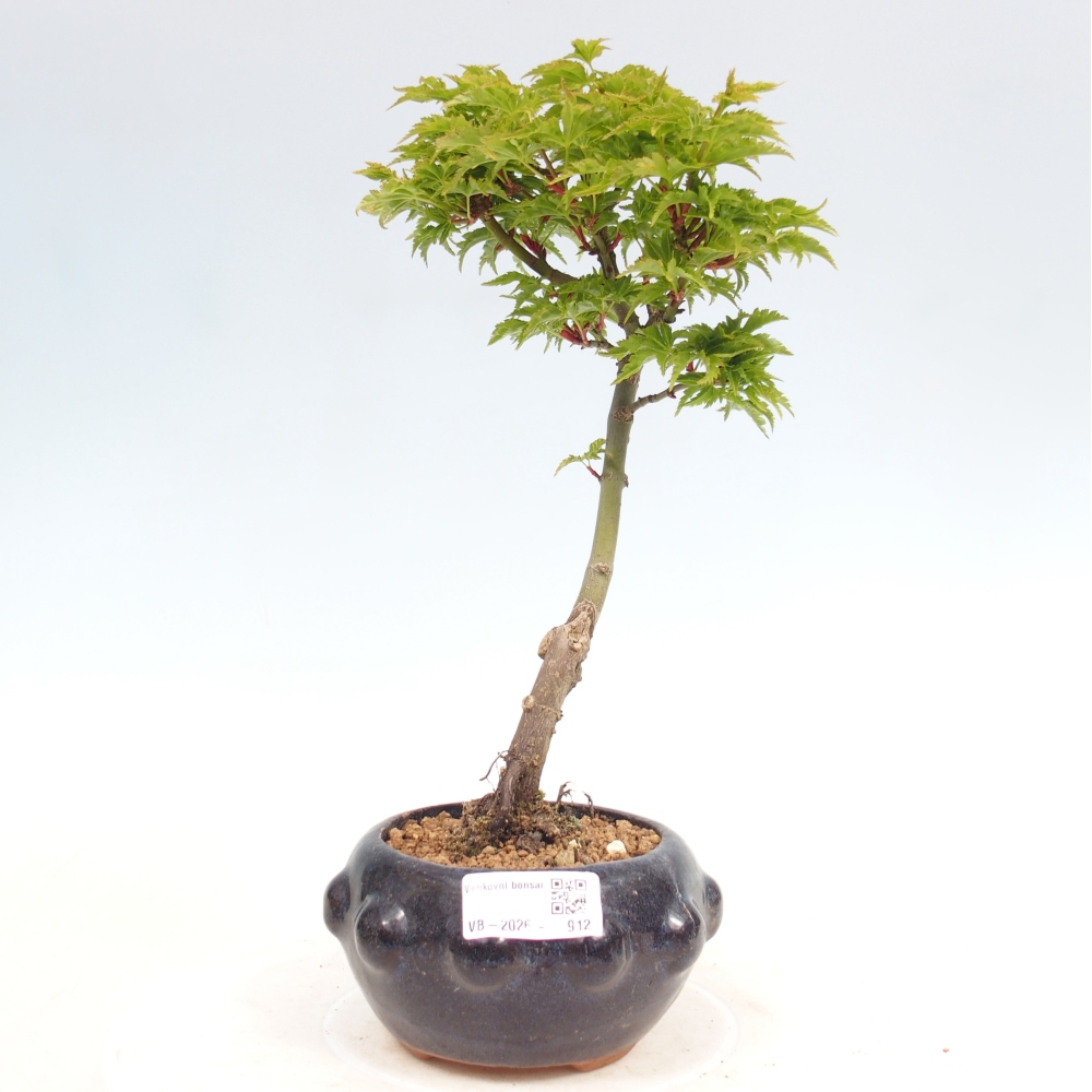 Bonsai für draußen -Javor kleinblättrige SHISHIGASHIRA