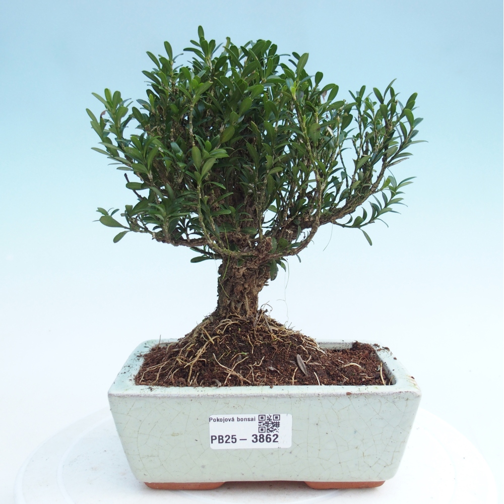 Zimmer Bonsai - Buxus harlandii - Korkbuxus