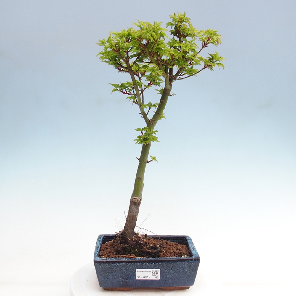 Bonsai im Freien - Acer palmatum Shishigashira-Ahorn