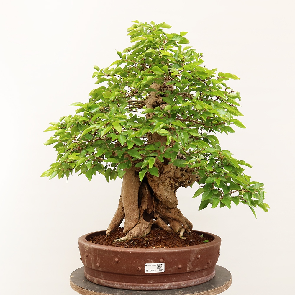 Bonsai im Freien - Carpinus Coreana - Koreanische Hainbuche