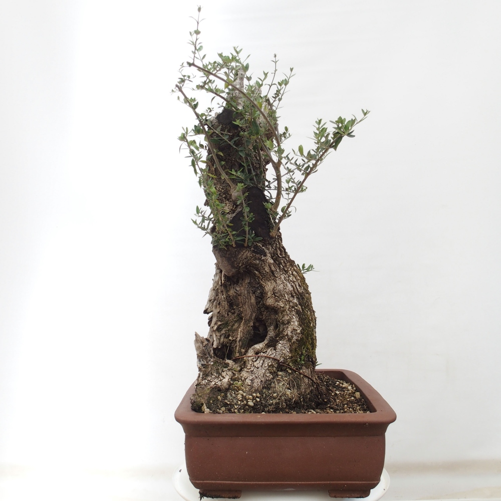 Indoor-Bonsai - Olea europaea sylvestris - Europäisches kleinblättriges Olivenöl