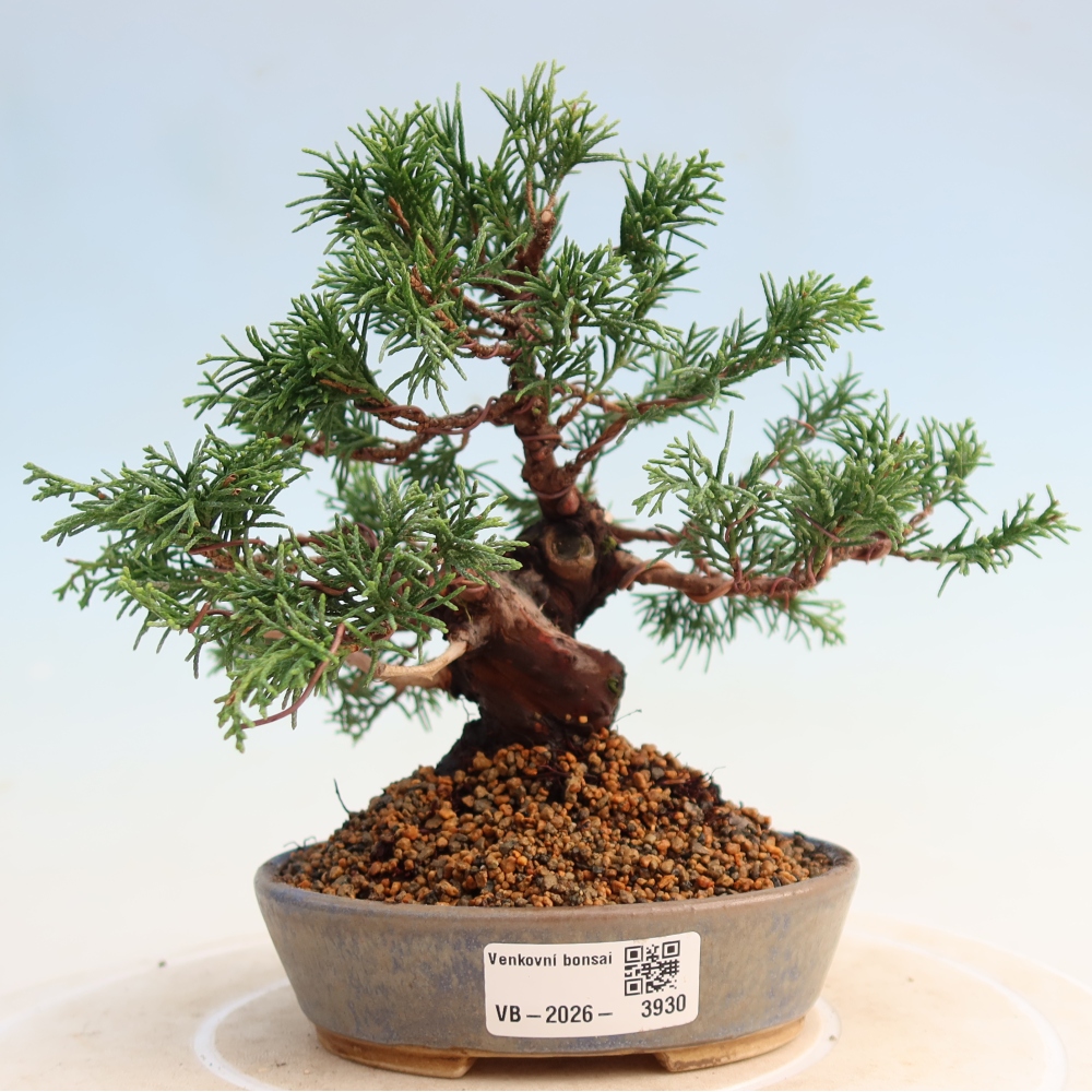 Outdoor bonsai - Juniperus chinensis Itoigawa - Chinese juniper