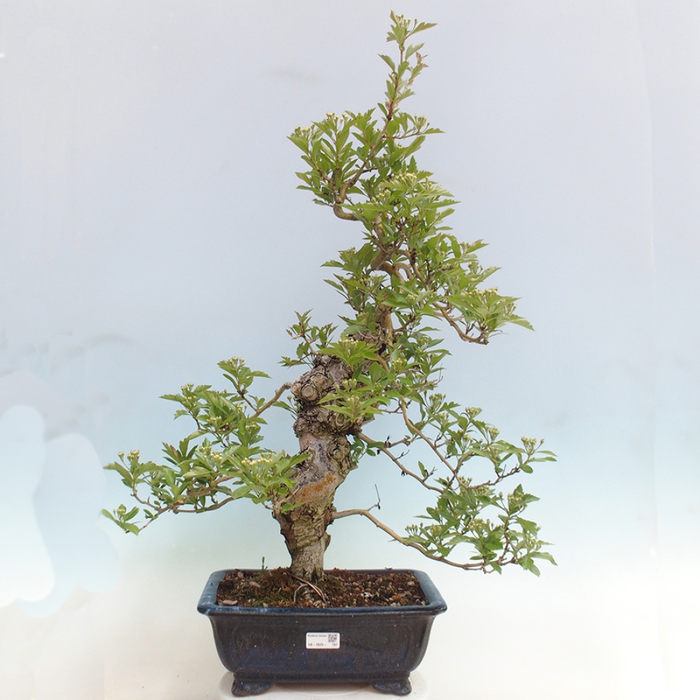 Bonsai im Freien - Weißdorn - Crataegus cuneata