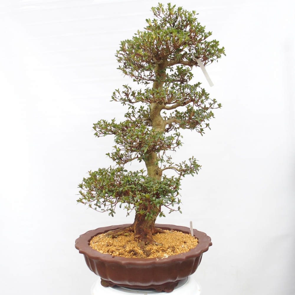 Bonsai für draußen - Japanische Azalee - Azalea Shikou