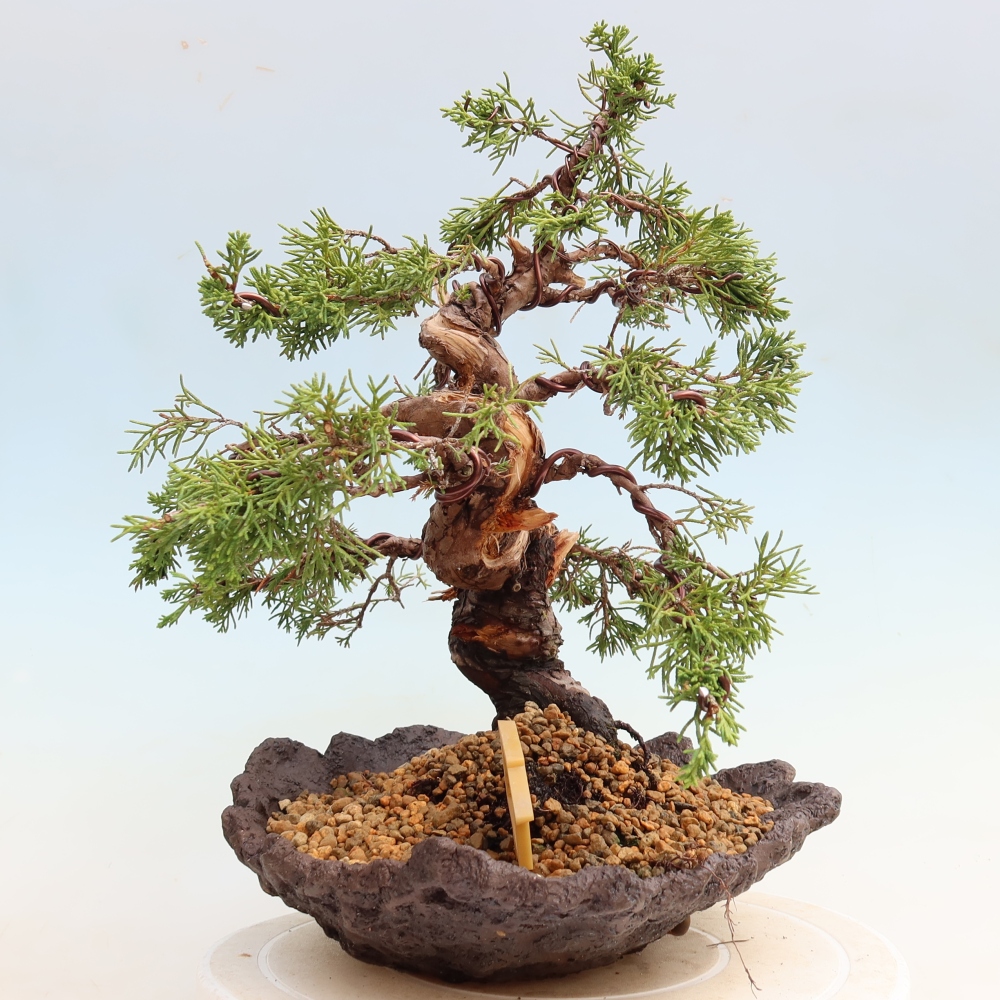 Bonsai für draußen - Juniperus chinensis Itoigawa-Juniperus chinensis