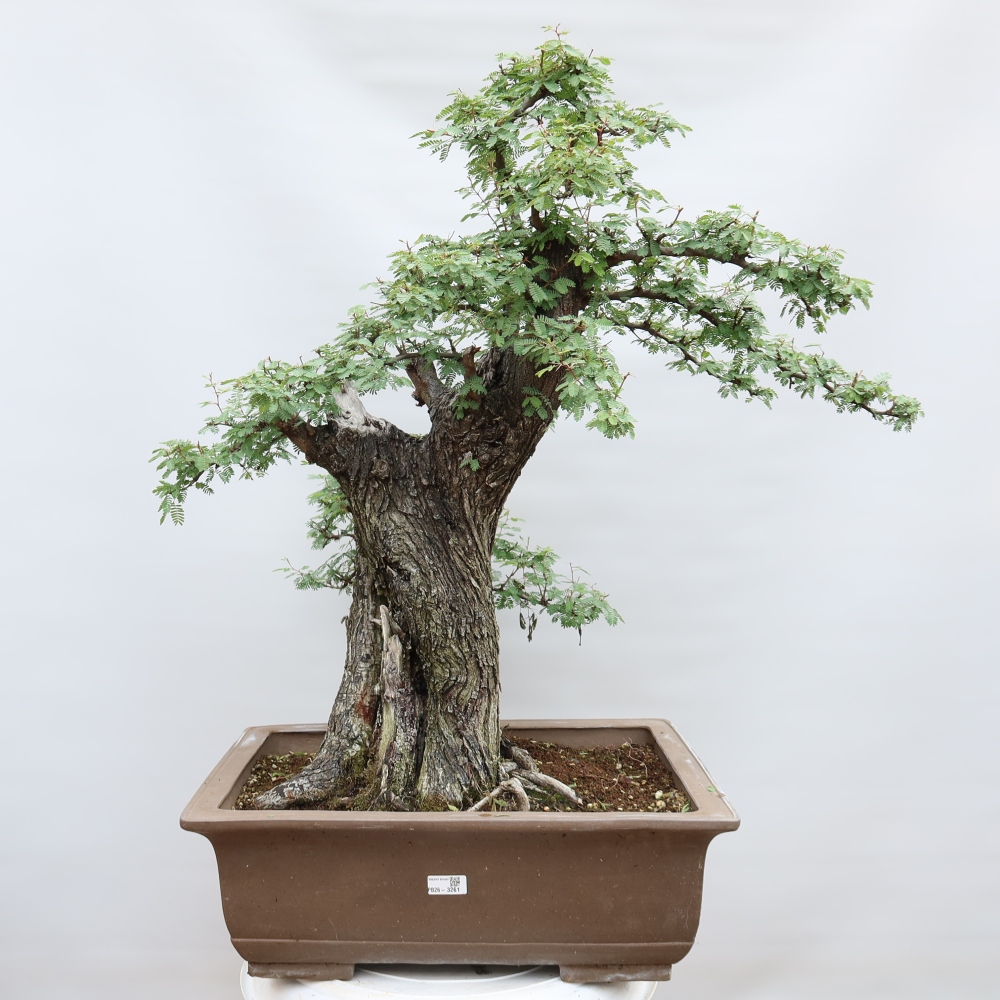 Zimmer Bonsai - Akazien Arabica