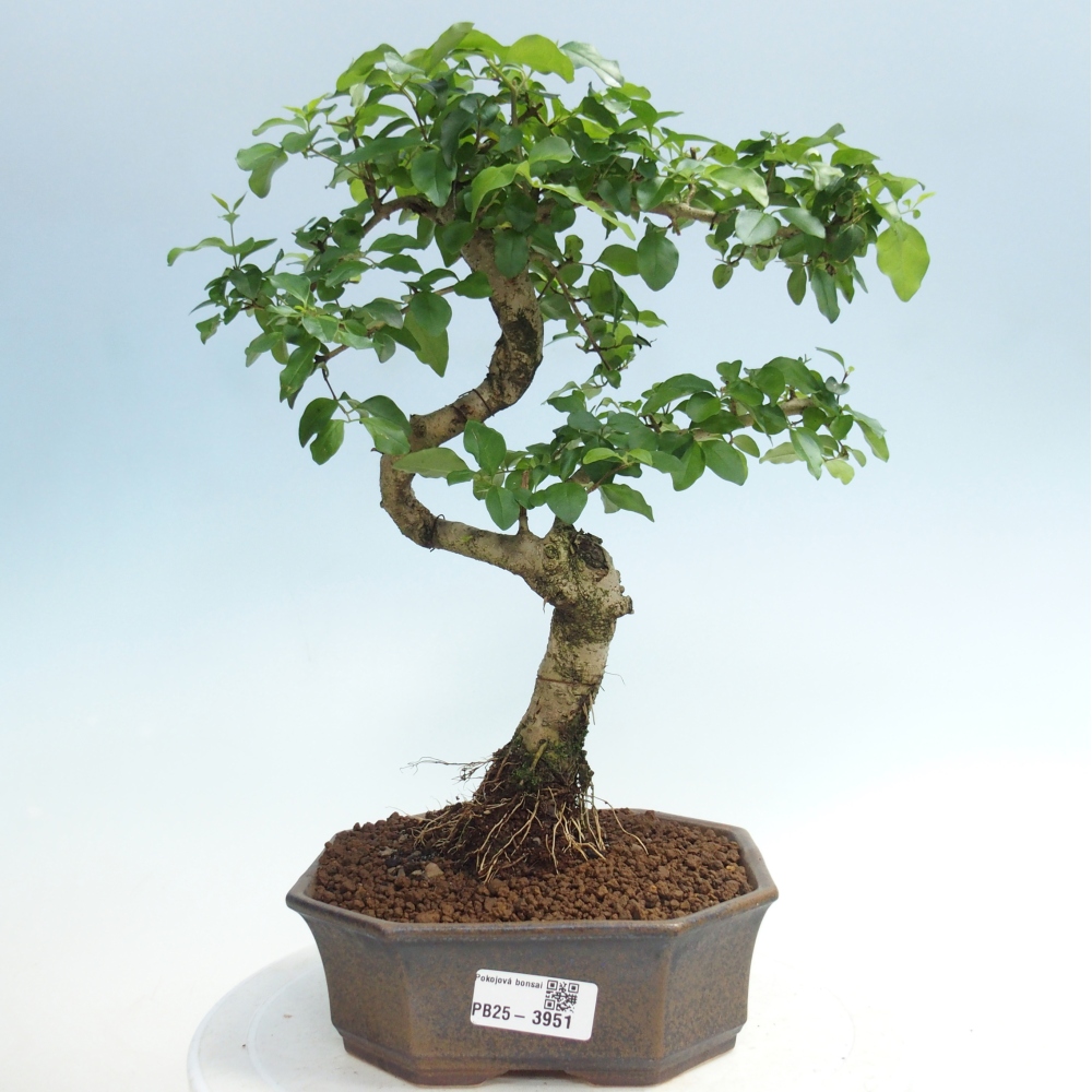 Zimmer Bonsai -Ligustrum chinensis - Vogelschnabel