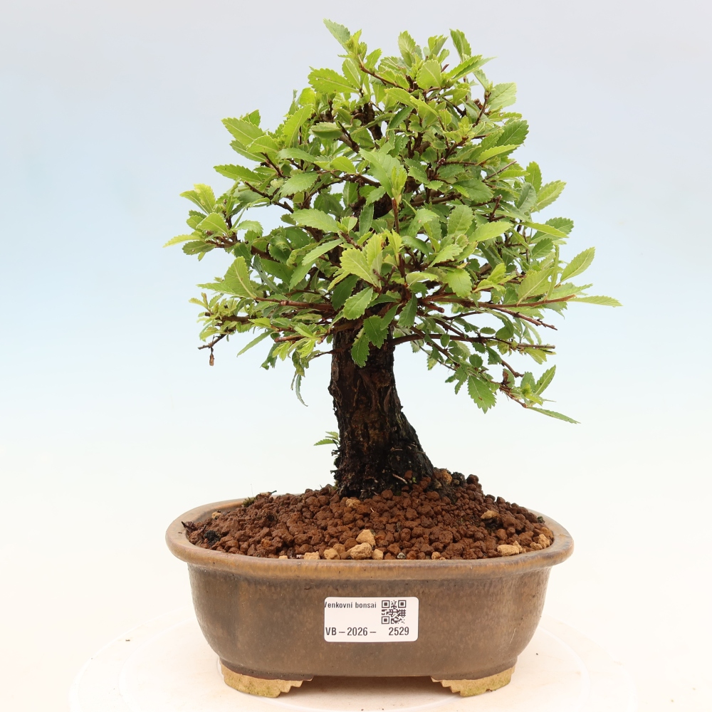 Bonsai für draußen - Zelkova - Zelkova NIRE