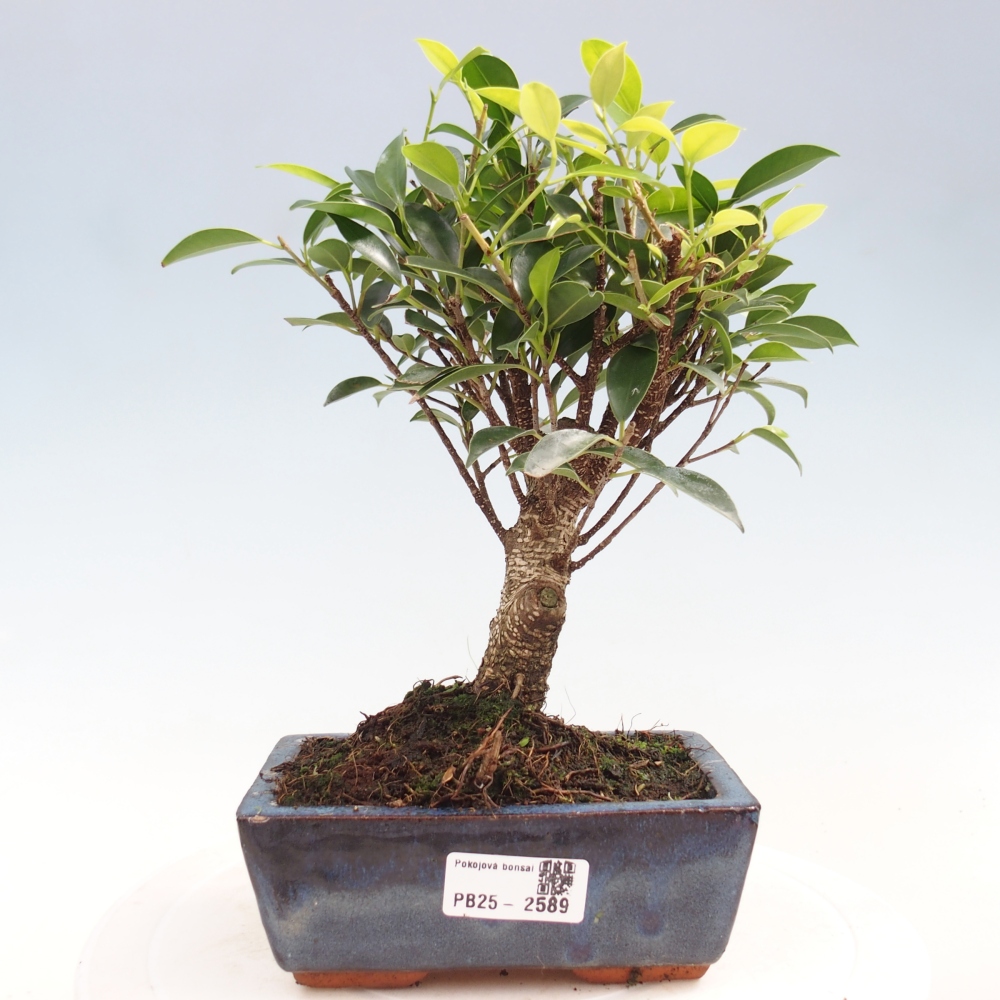 Zimmerbonsai - Ficus retusa - kleinblättriger Ficus