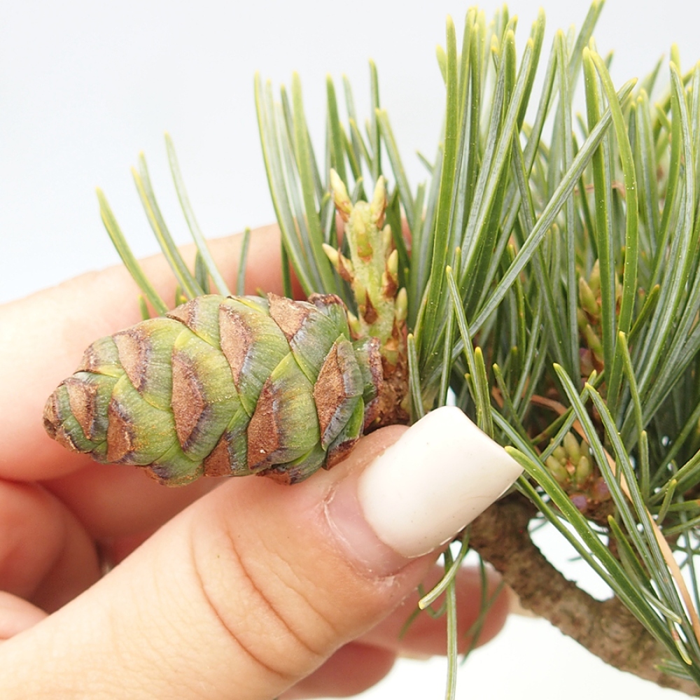 Bonsai für draußen - Pinus parviflora - Pinus parviflora