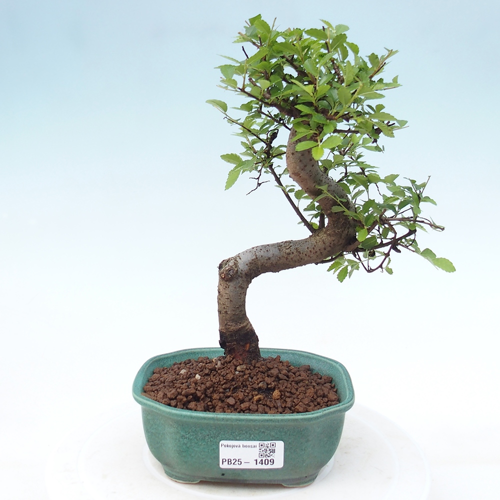 Zimmer Malolistý Ulme Bonsai