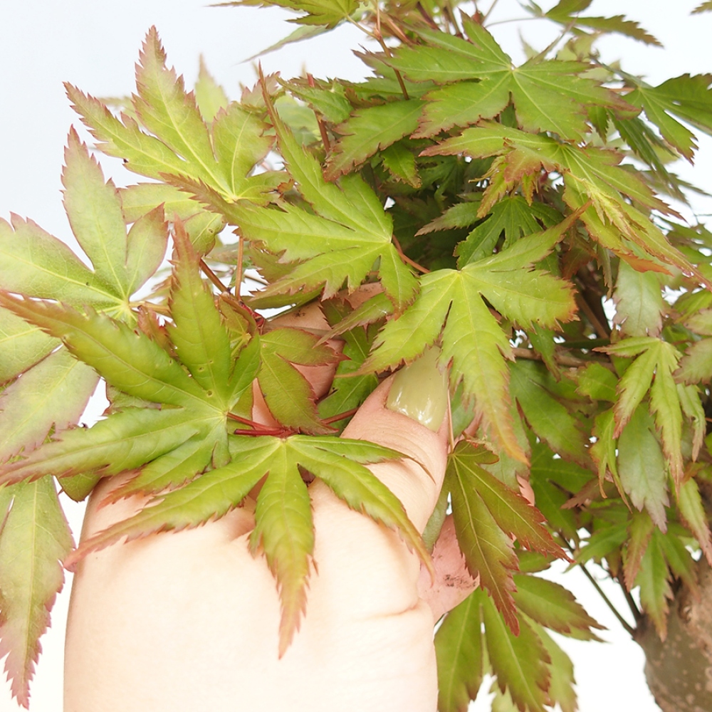 Bonsai im Freien - Acer palmatum - Auburn Ahorn