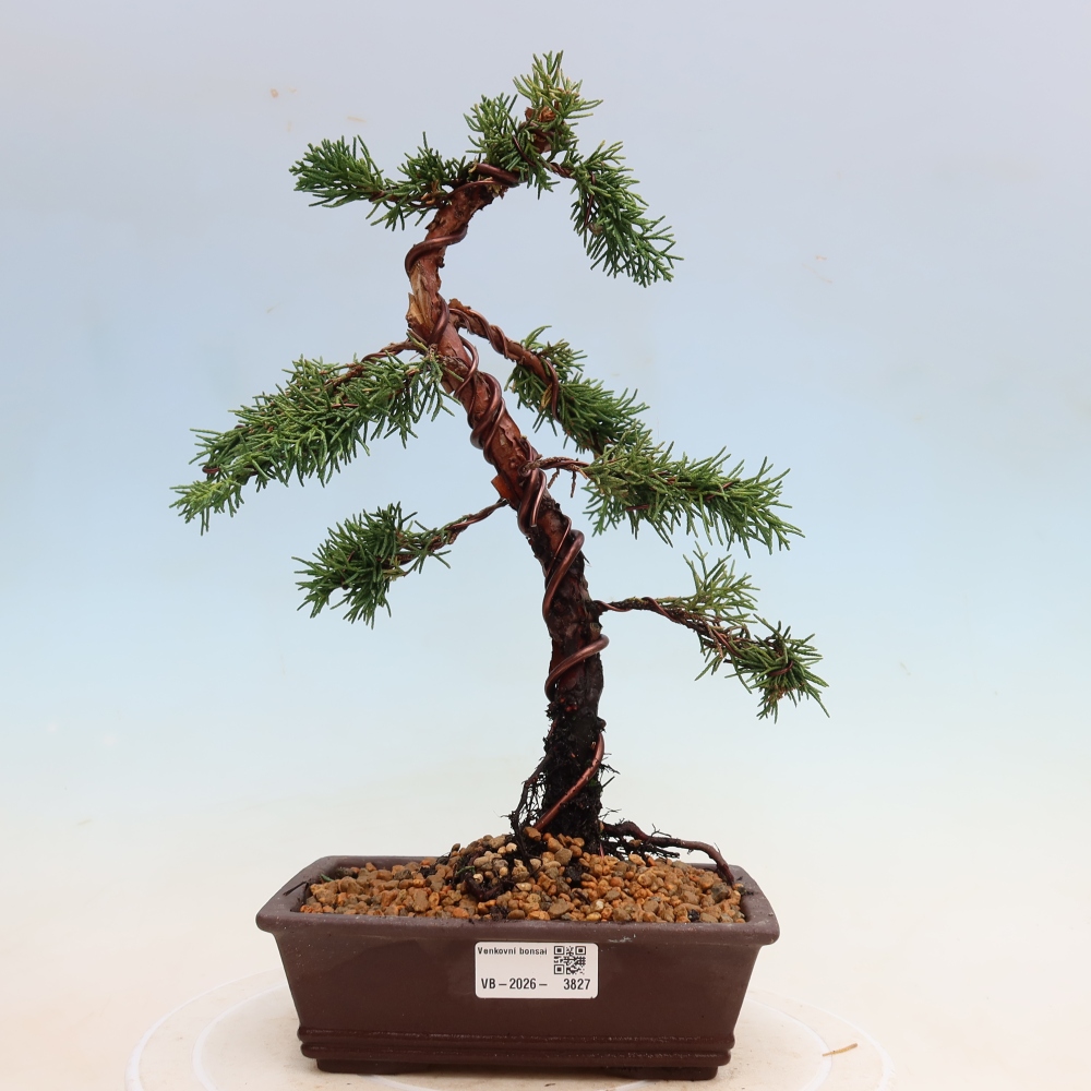 Bonsai für draußen - Juniperus chinensis Kishu