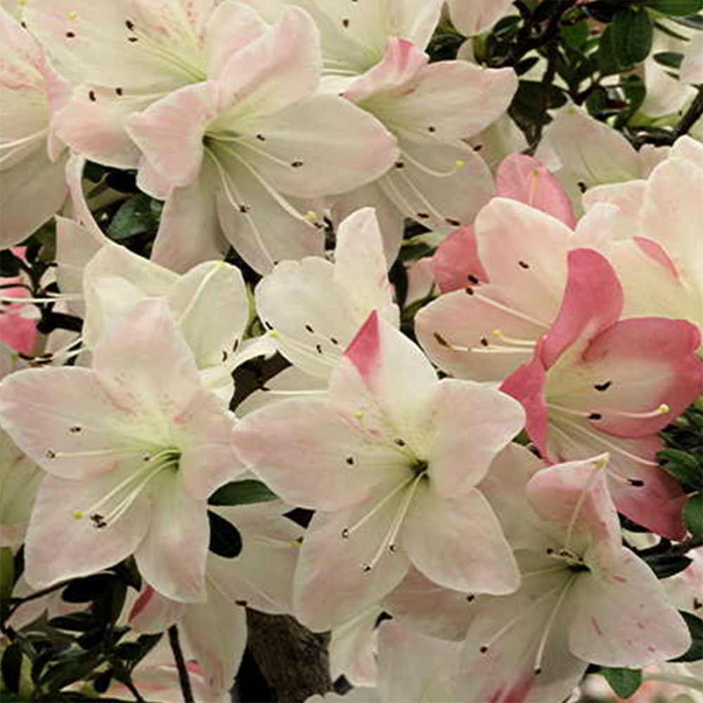 Bonsai im Freien - Japanische Azalee - Azalea Byakuren