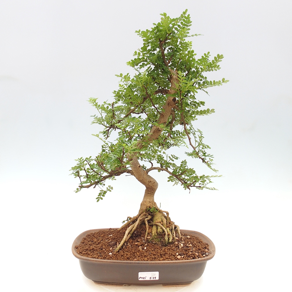 Zimmerbonsai - Zantoxylum piperitum - Pfefferminze