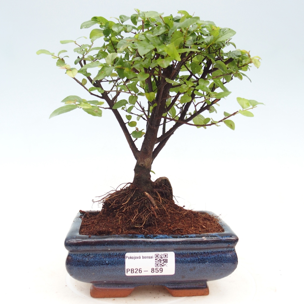 Zimmer Bonsai - Sageretia thea - Sageretia thea