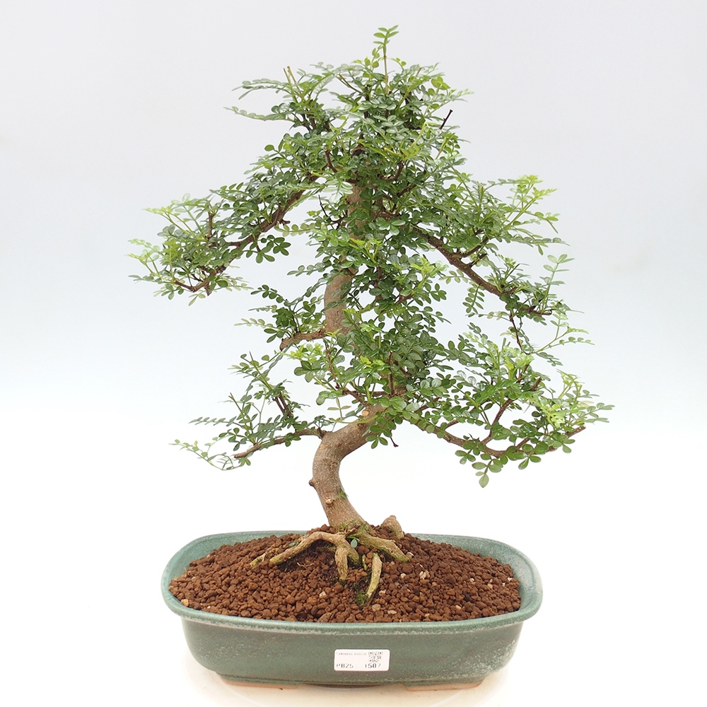Zimmerbonsai - Zantoxylum piperitum - Pfefferminze