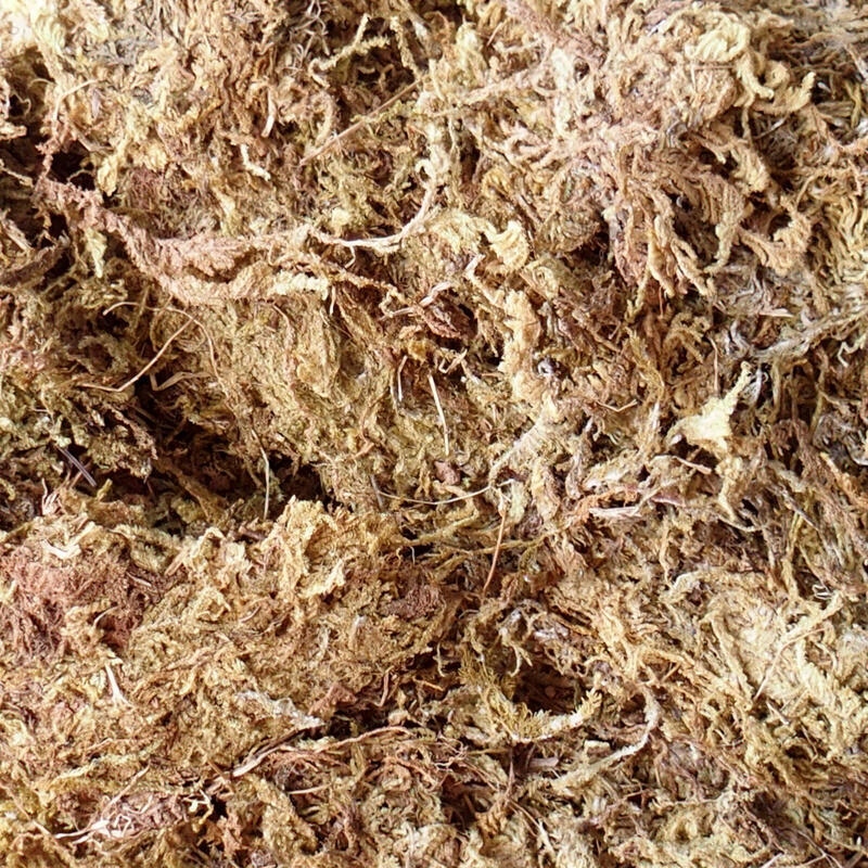 Moose (Bryophyta) - Moos 100 g