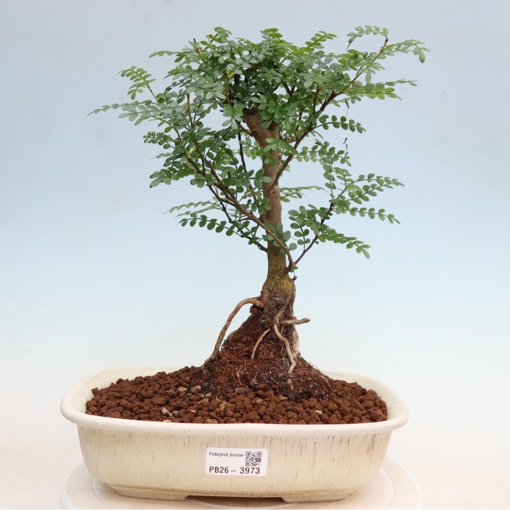Zimmer Bonsai - Zantoxylum piperitum - Pfefferbaum