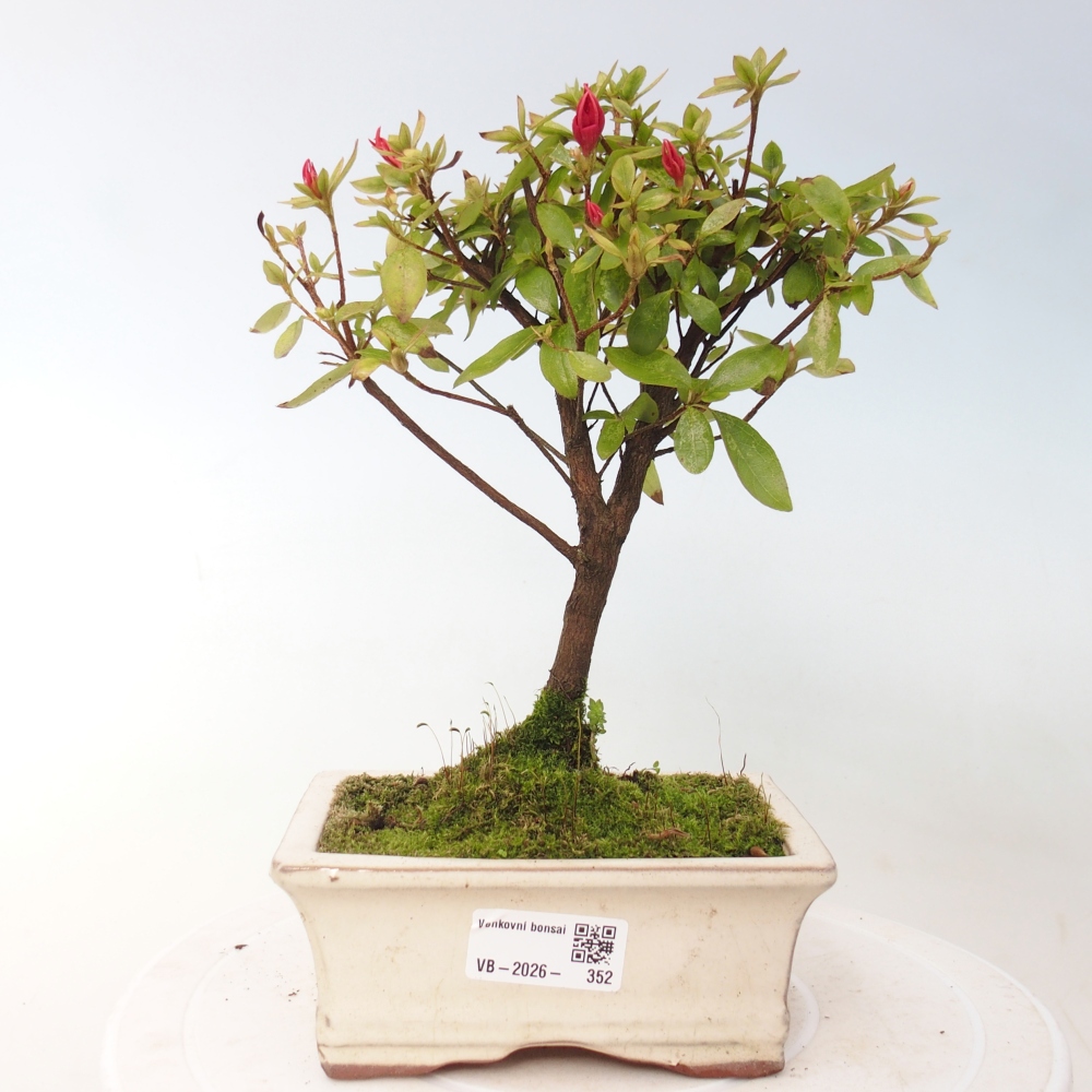 Bonsai für draußen - Japanische Azalee - Azalea sp.