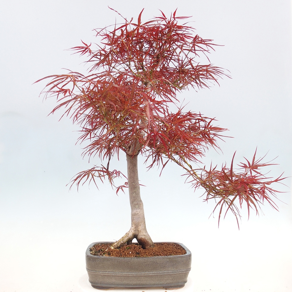 Bonsai im Freien - Acer palmatum RED PYGMY