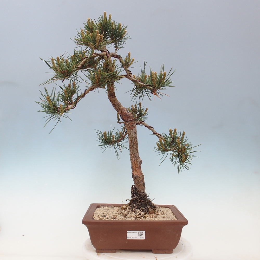 Bonsai im Freien - Pinus Sylvestris - Waldkiefer