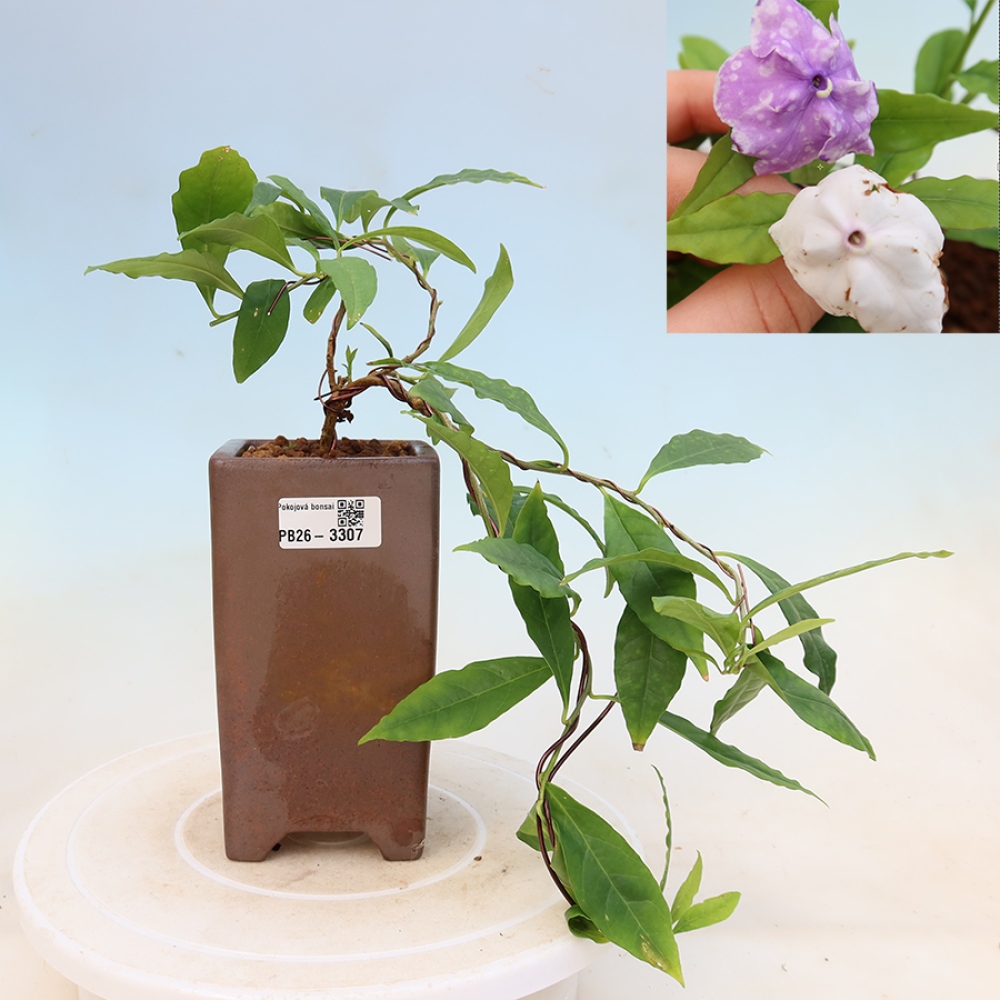 Zimmerbonsai – Costa-Jasmin – Brunfelsia