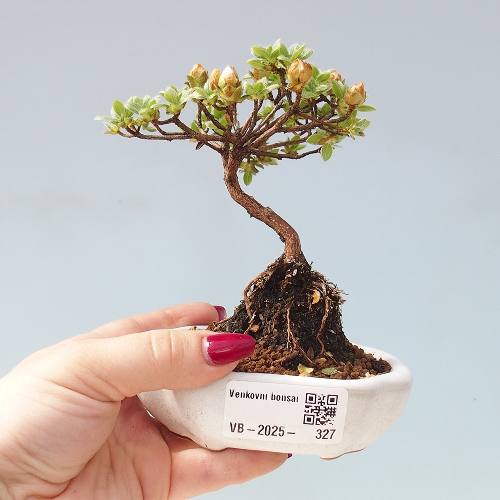 Outdoor-Bonsai - Rododendron indicum - Japanische Azalee
