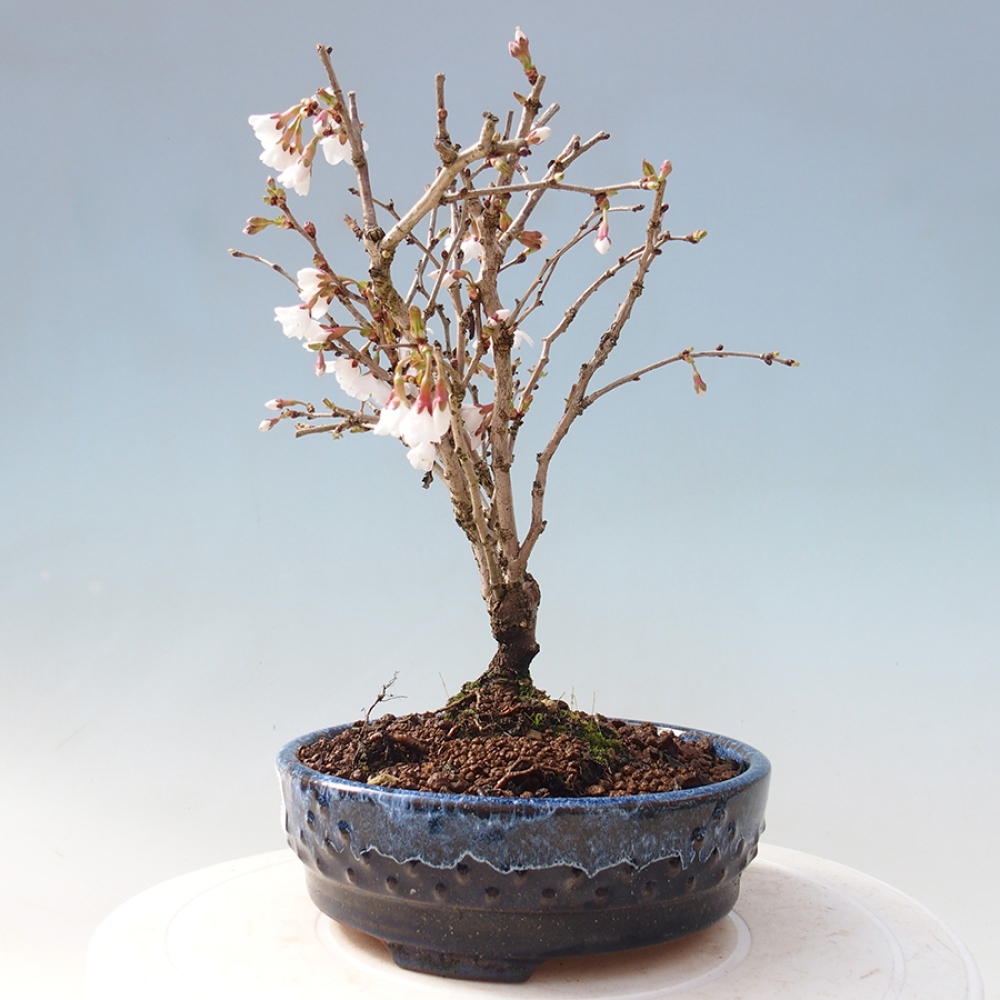 Bonsai im Freien - Prunus incisa Kojou-no mai-Pflaume geschnitten