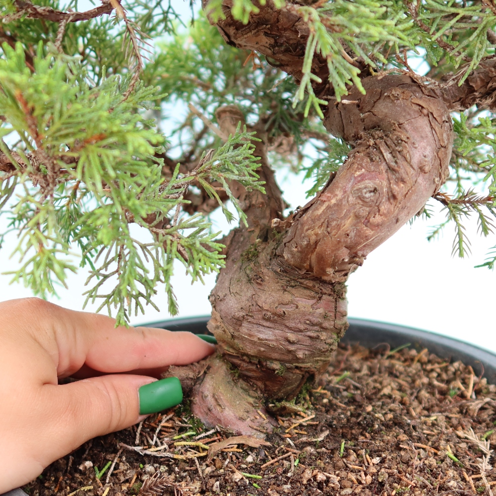 Bonsai für draußen - Juniperus chinensis Itoigawa-Juniperus chinensis