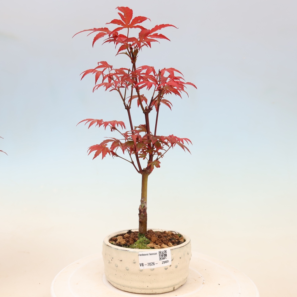 Bonsai für draußen - Acer-Palme. Atropurpureum-Javor palmate