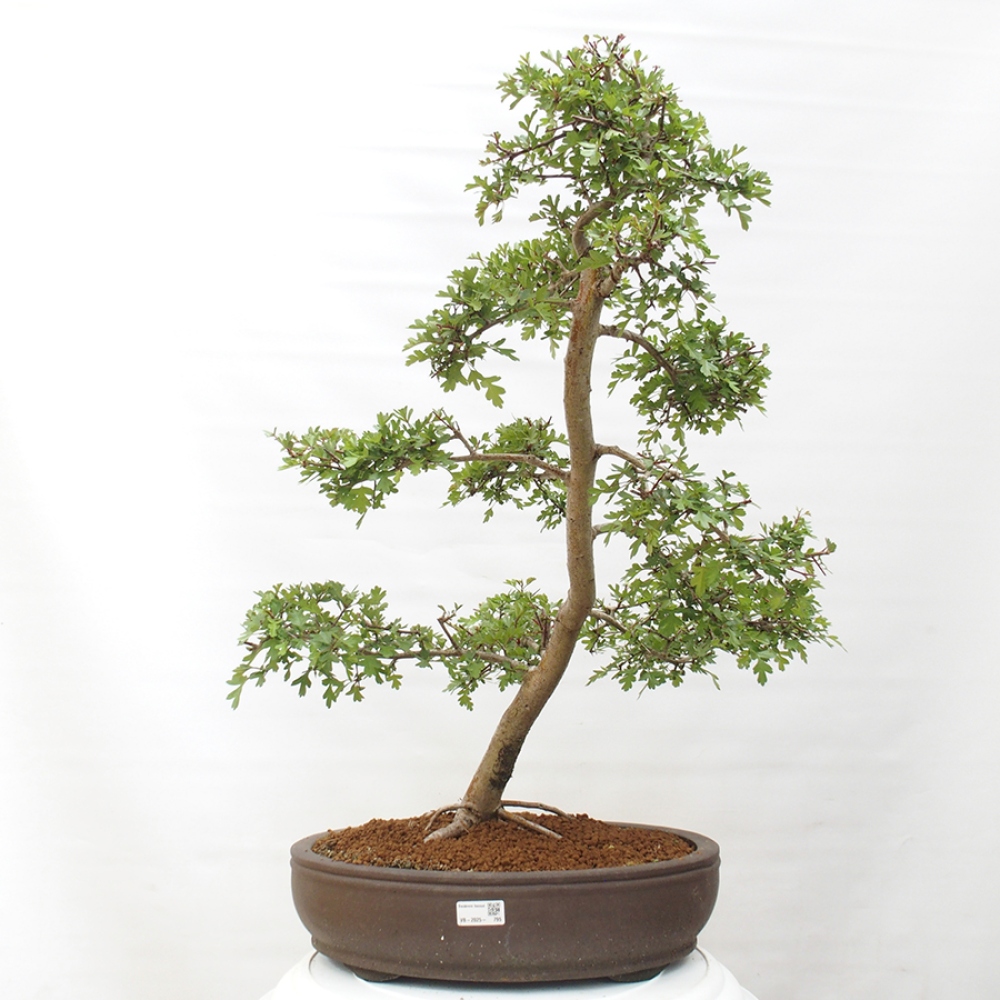 Bonsai im Freien - Weißdorn - Crataegus monogyna