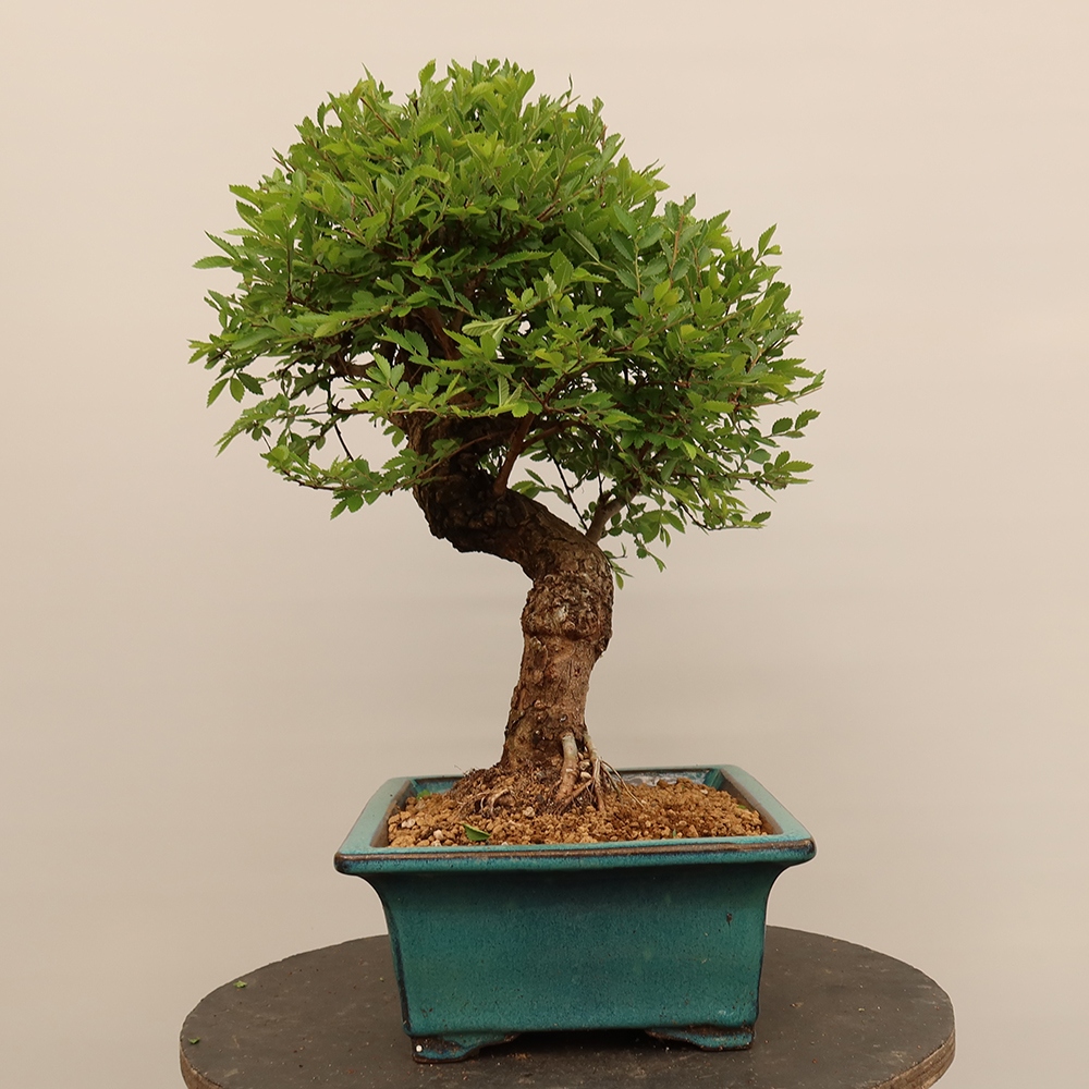 Bonsai im Freien - Zelkova - Zelkova NIRE